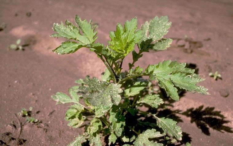 Giant ragweed